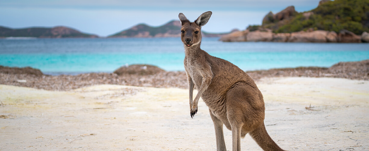 Kangaroo looks on, standing on a beach, clear blue ocean and islands in the background.